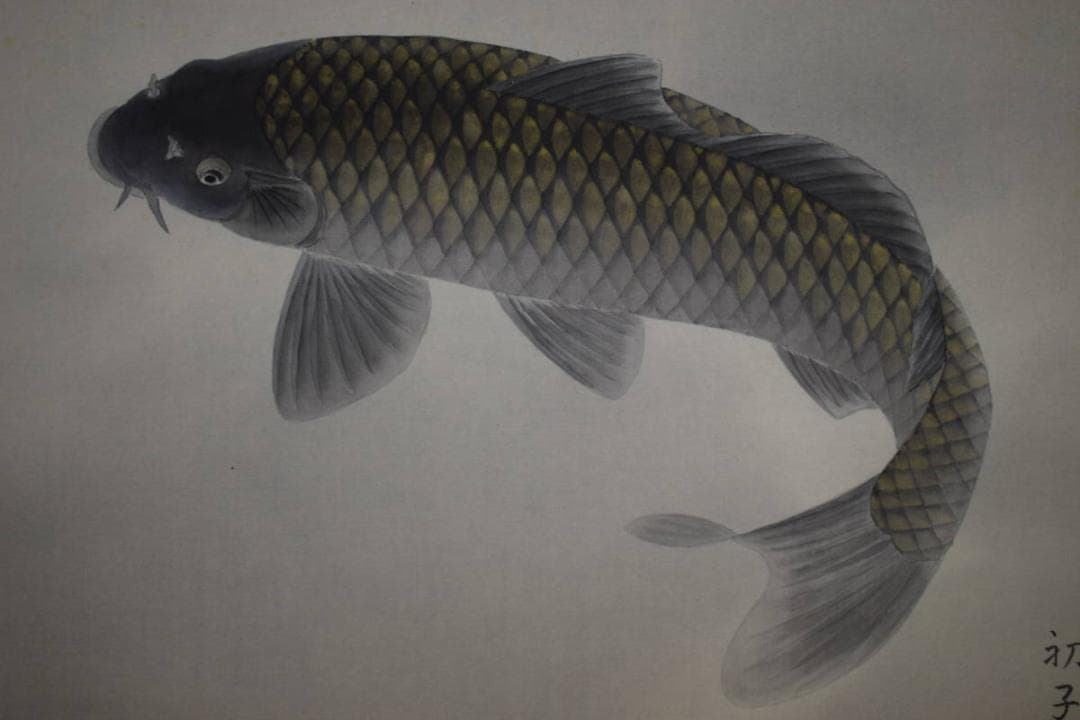 真作/松浦初子/鯉図/松浦満の妻/桐共箱二重箱付/布袋屋掛軸HG-985