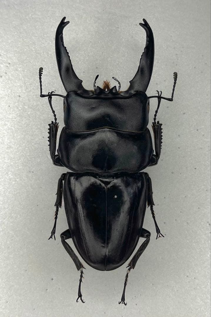特大アルキデスヒラタクワガタ