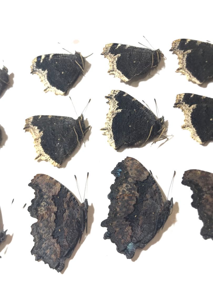 2025年産キベリタテハ11頭など