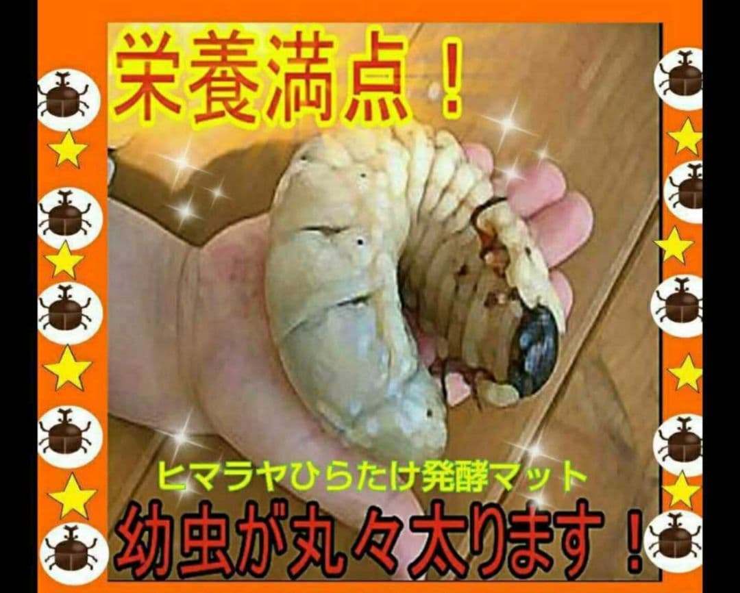 カブトムシ幼虫が大きくなります！ヒマラヤひらたけ発酵マット【6袋】雑虫わかない！
