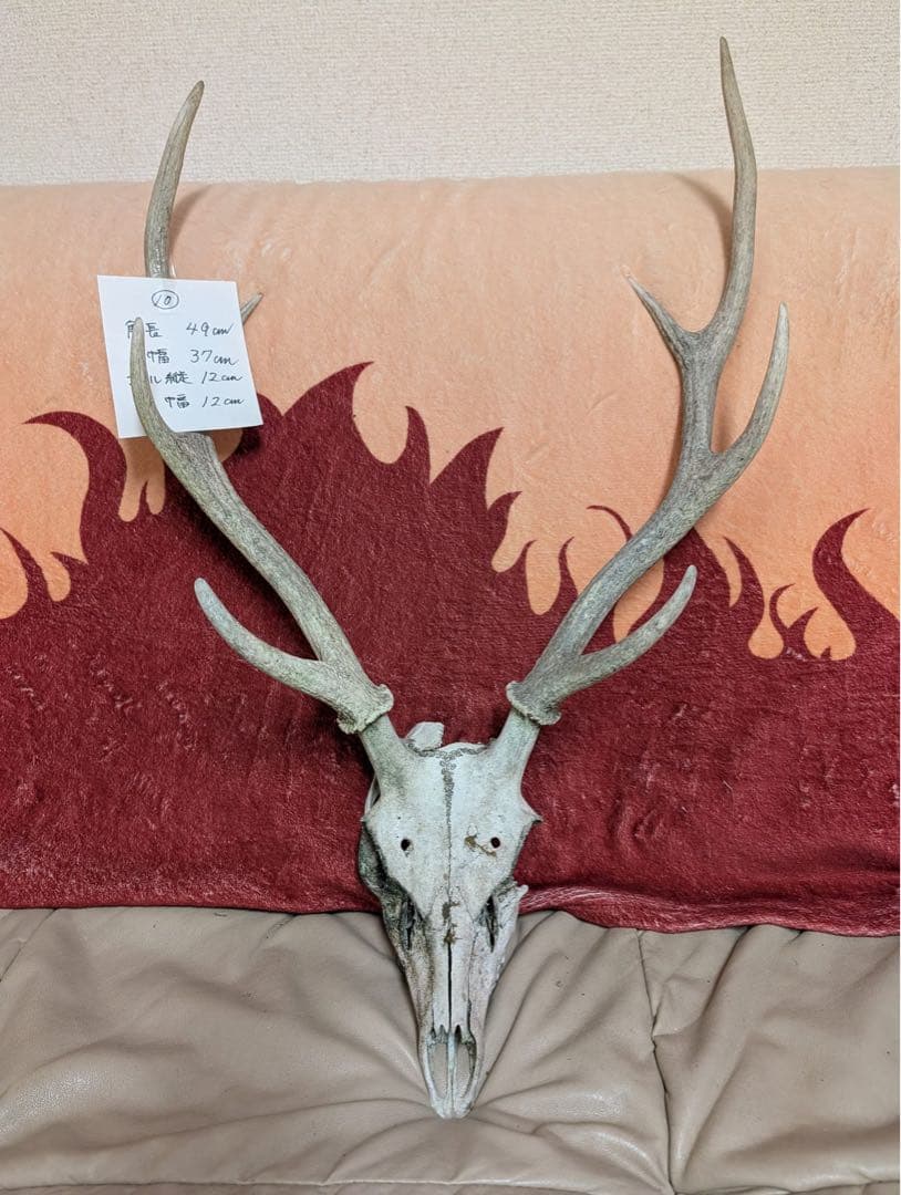 【19個限定】 下栗の里　日本鹿　スカル　No.10