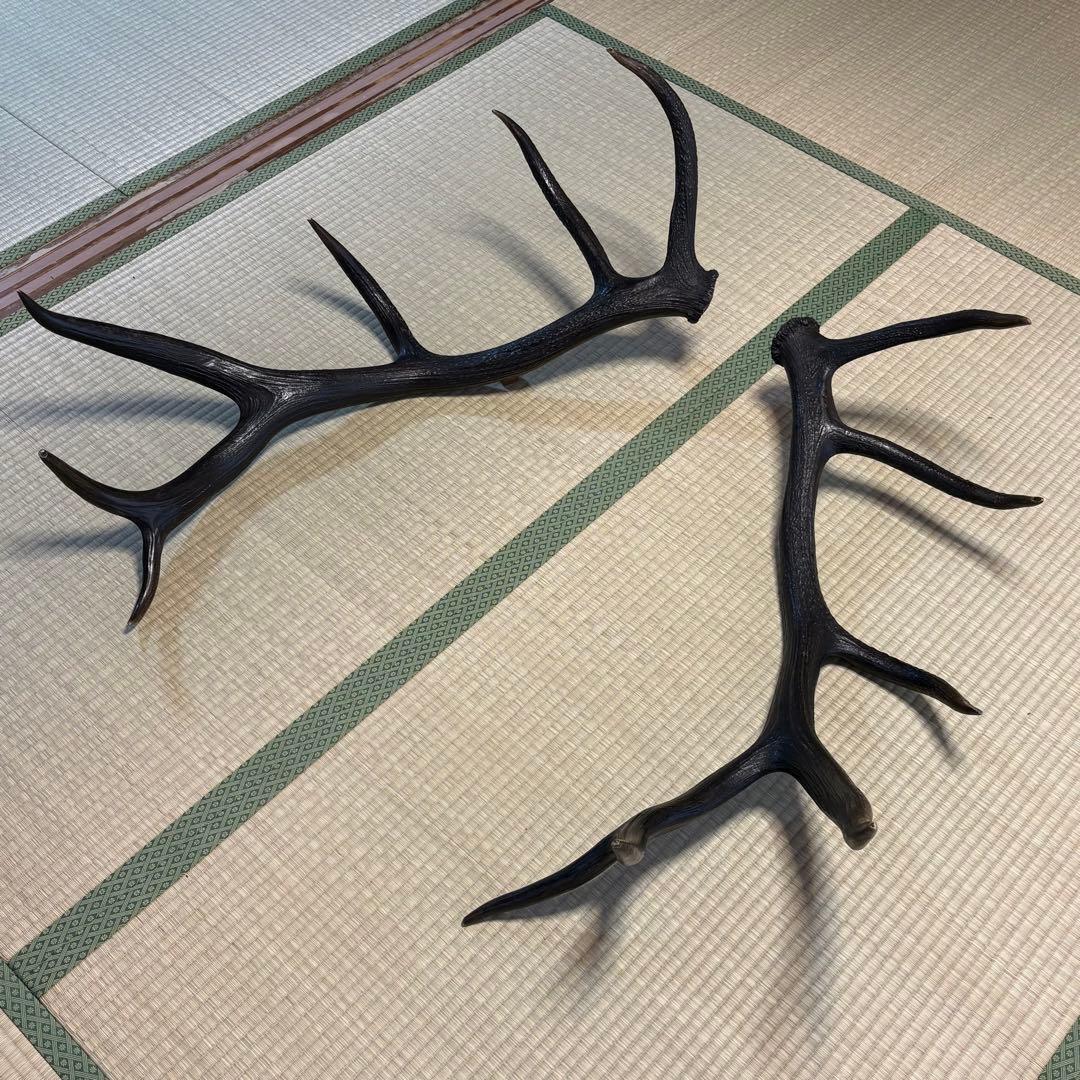 エルク　アカシカ　角　標本