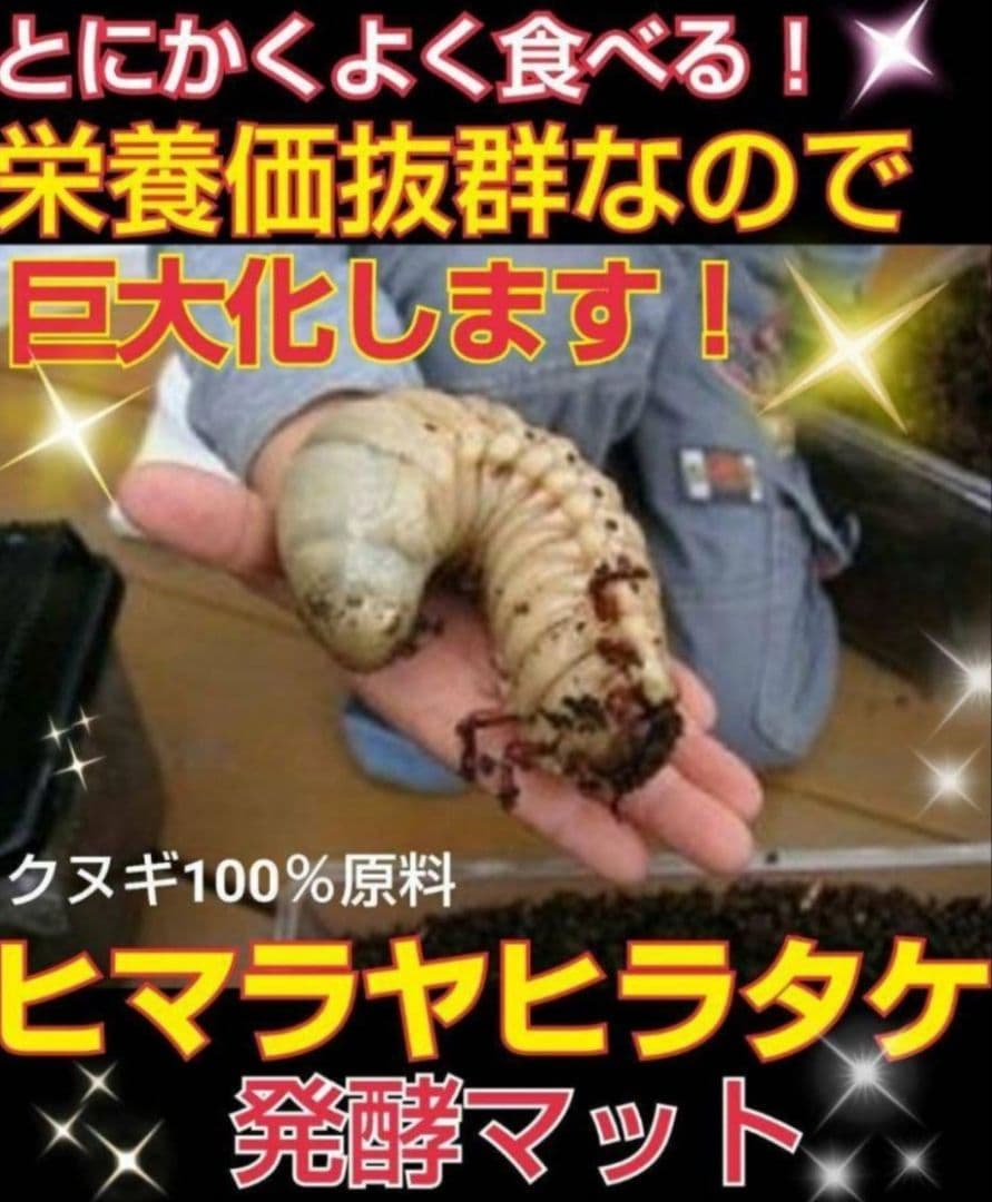 たっぷり100リットル　カブトムシ幼虫が大きくなる！発酵マット　雑虫がわかない
