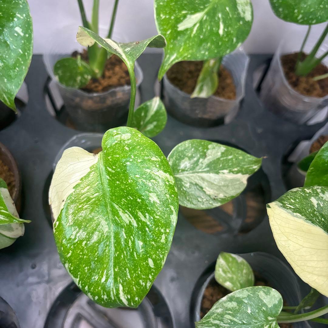 サ*イ様 10株セットms46【特別選抜】モンステラ・タイコンステレーション 斑