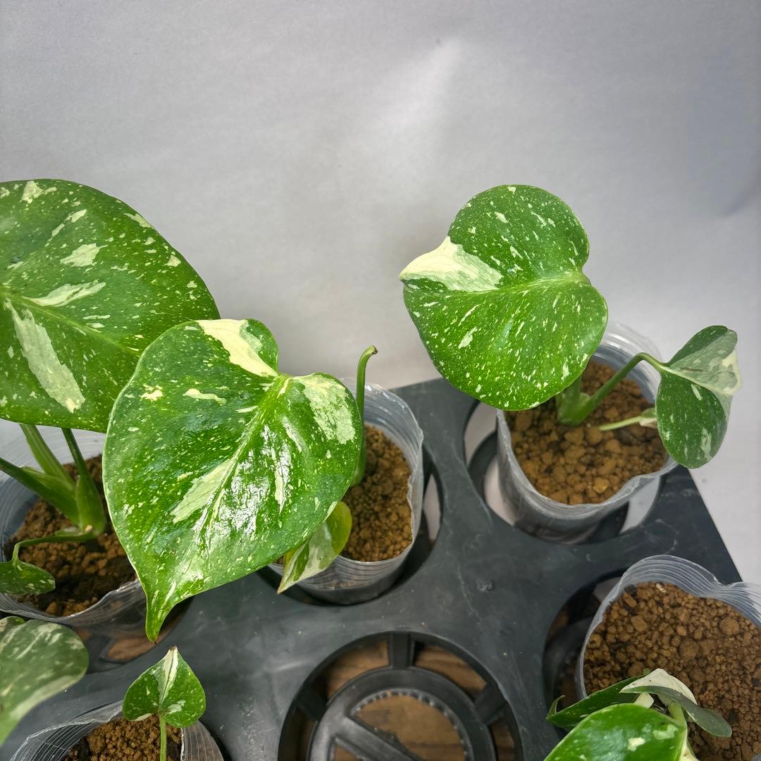 サ*イ様 10株セットms46【特別選抜】モンステラ・タイコンステレーション 斑