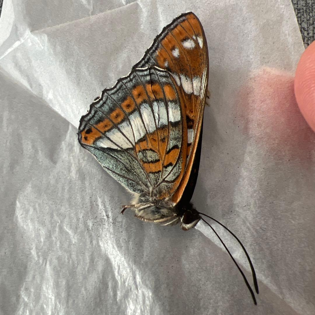 オオイチモンジチョウ　モンゴル産10頭セット売り