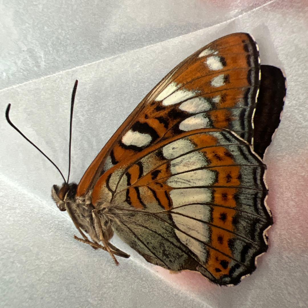 オオイチモンジチョウ　モンゴル産10頭セット売り