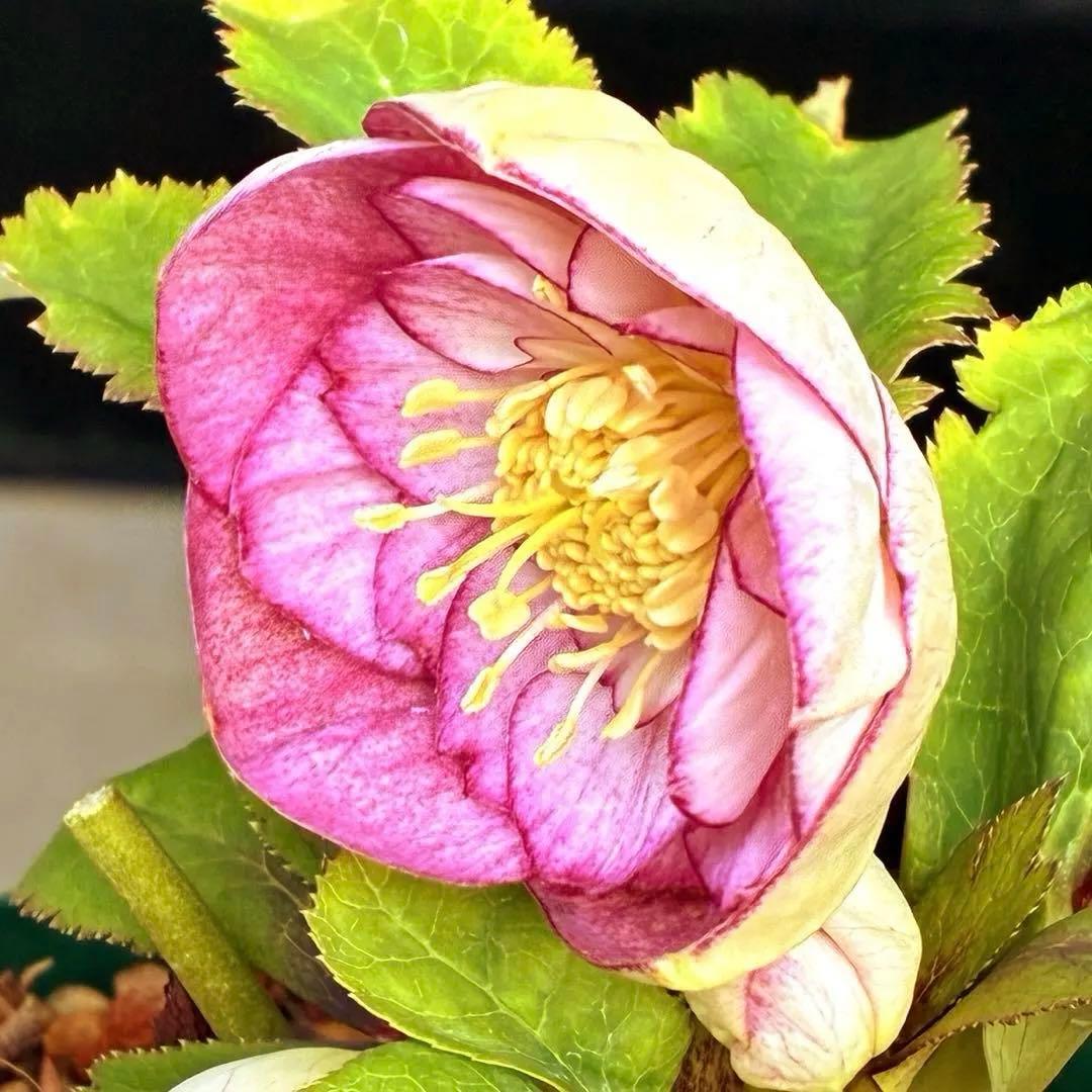 も*読様 530☘️ラスト2☘️蕾花タグ付☘️極上☘️特大SD⭐️蜃気楼⭐️コロ