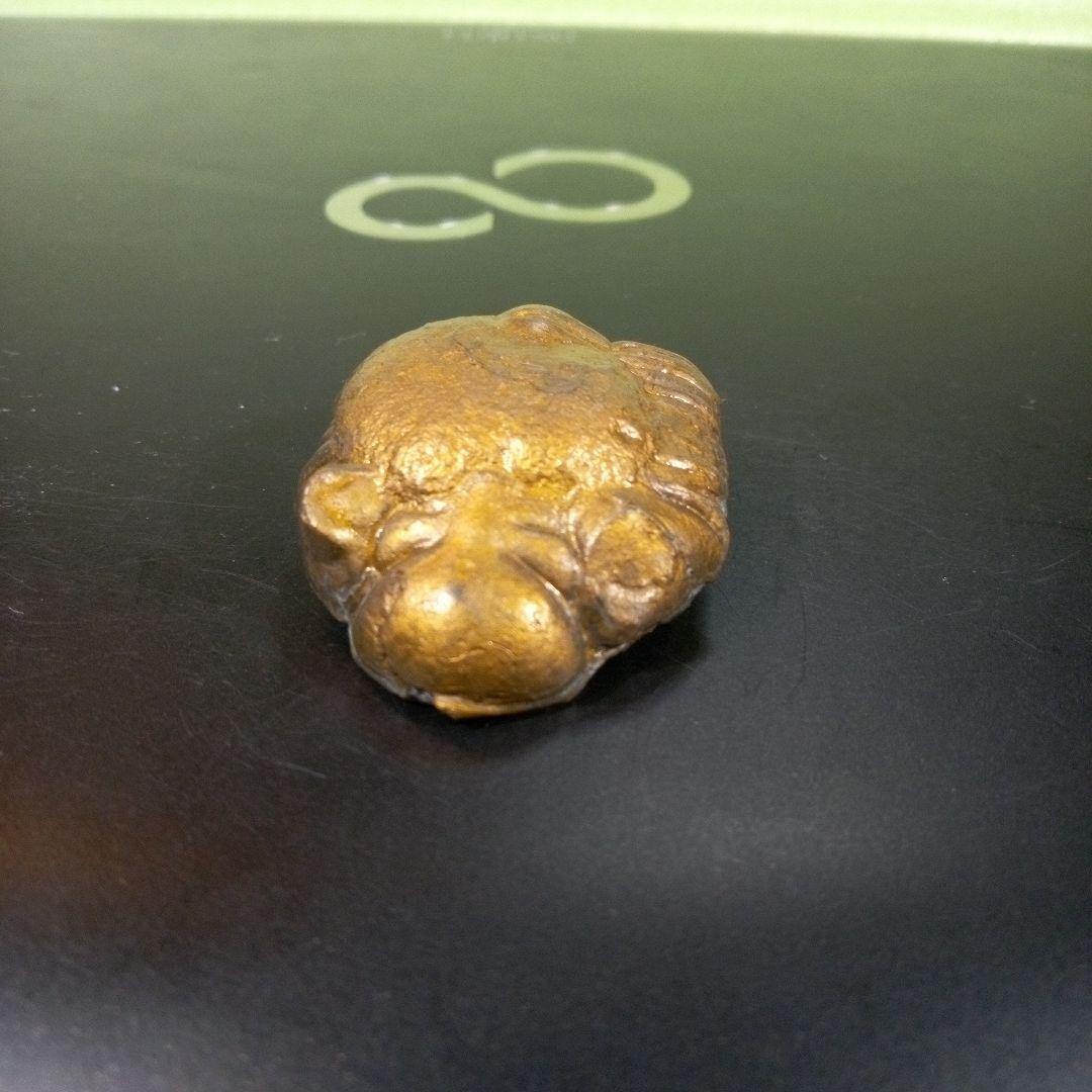 三葉虫　化石　fossil　ボリビア産　レア　Fossil管理②