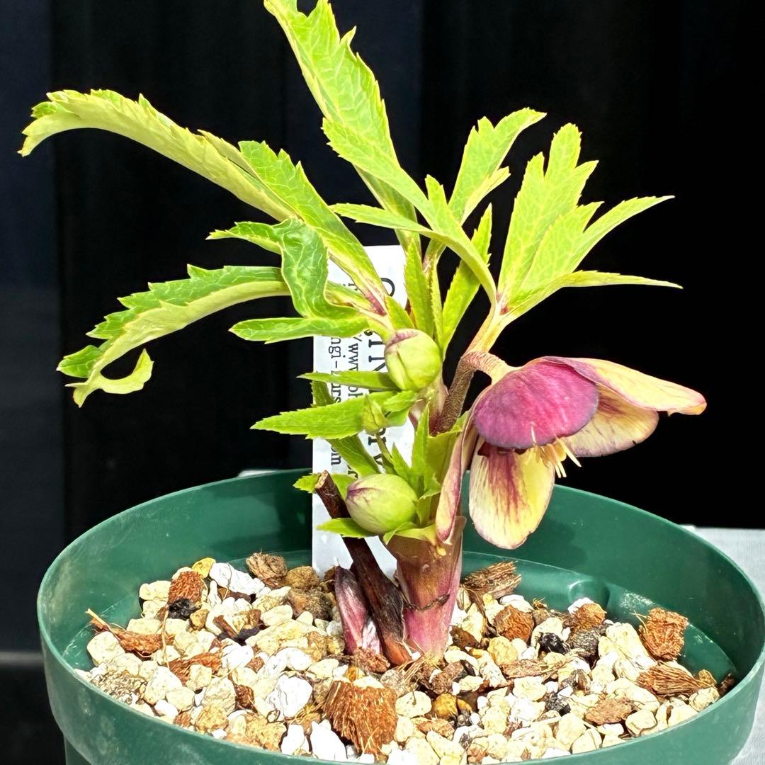 n*1様 3495☘️蕾花タグ付☘️SD⭐️トルカータスボスニアHYB⭐️￼超小