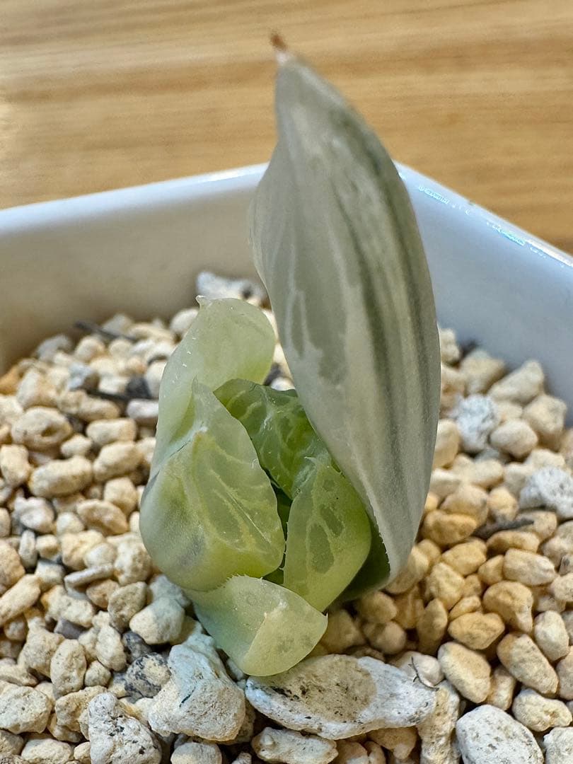 ハオルチア　白蛇伝　カキ仔　発根済み