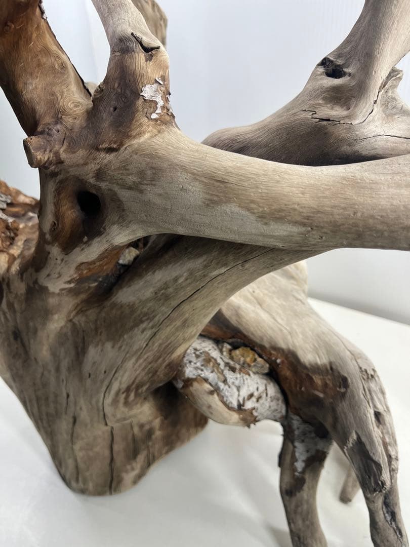 W21特大流木 アク抜き済み流木 爬虫類シェルター 止まり木 バードアスレチック