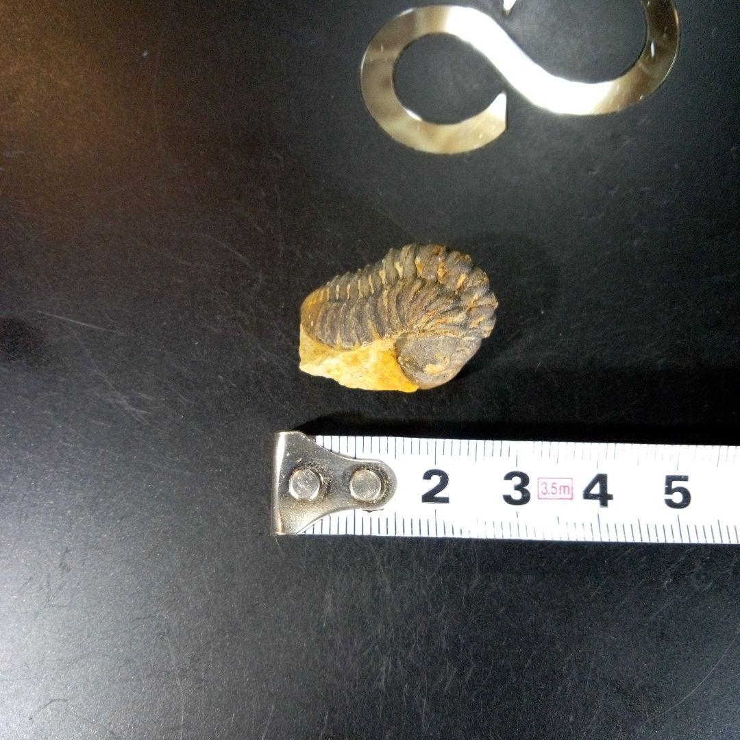 三葉虫　化石　fossil　海　ボリビア産　trilobite　海生動物判別⑪