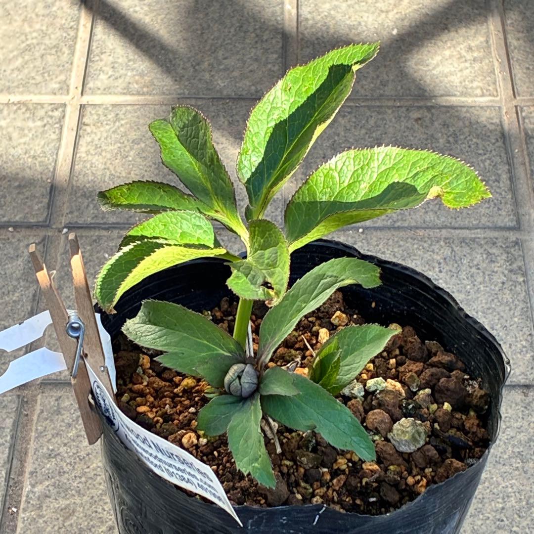 の*ん様 ☘️極上☘️蕾付き☘️タグ付き☘️3385⭐️TINKERBELL H