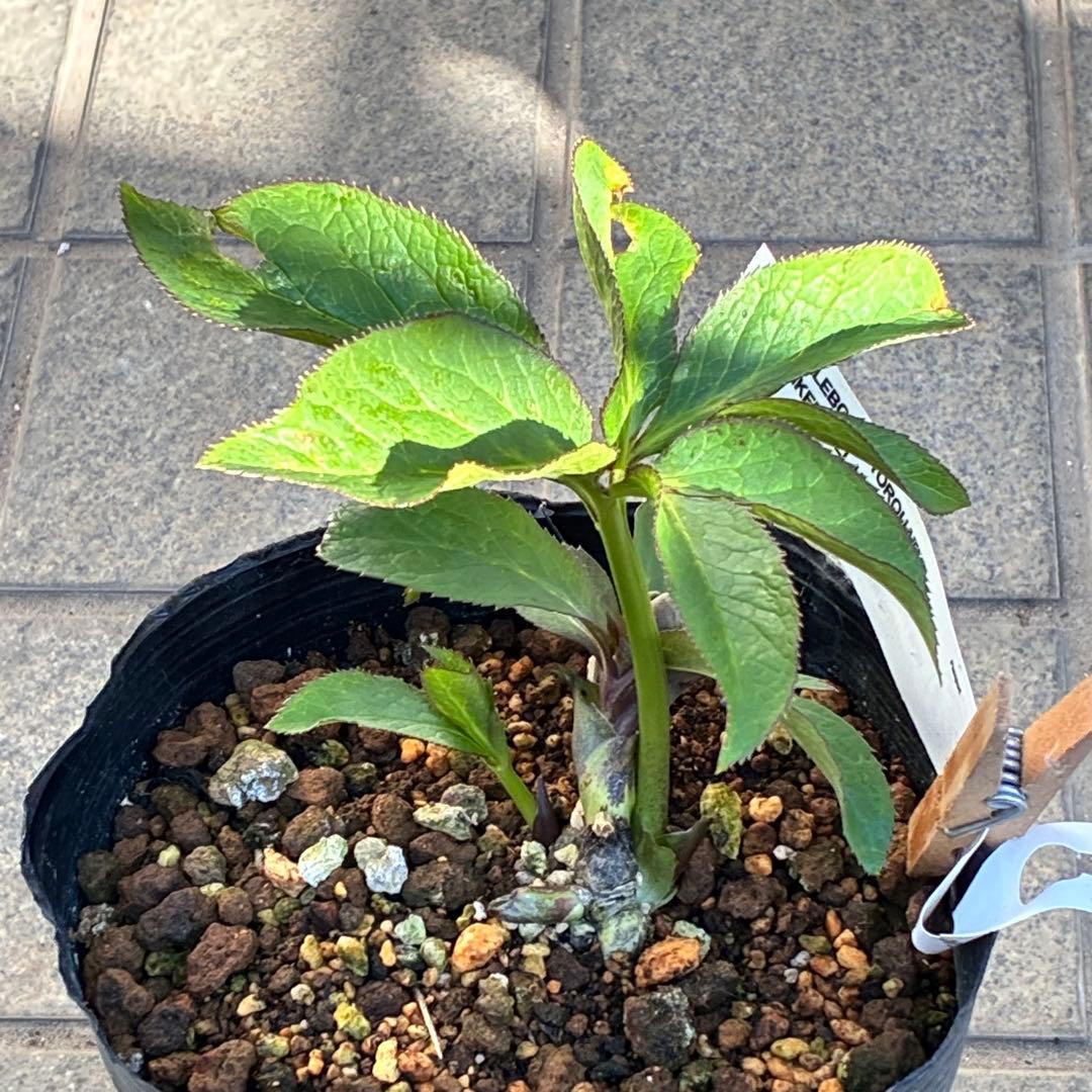 の*ん様 ☘️極上☘️蕾付き☘️タグ付き☘️3385⭐️TINKERBELL H