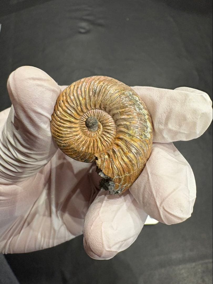 化石　クエンステッドセラス　アンモナイト　まとめ9つ