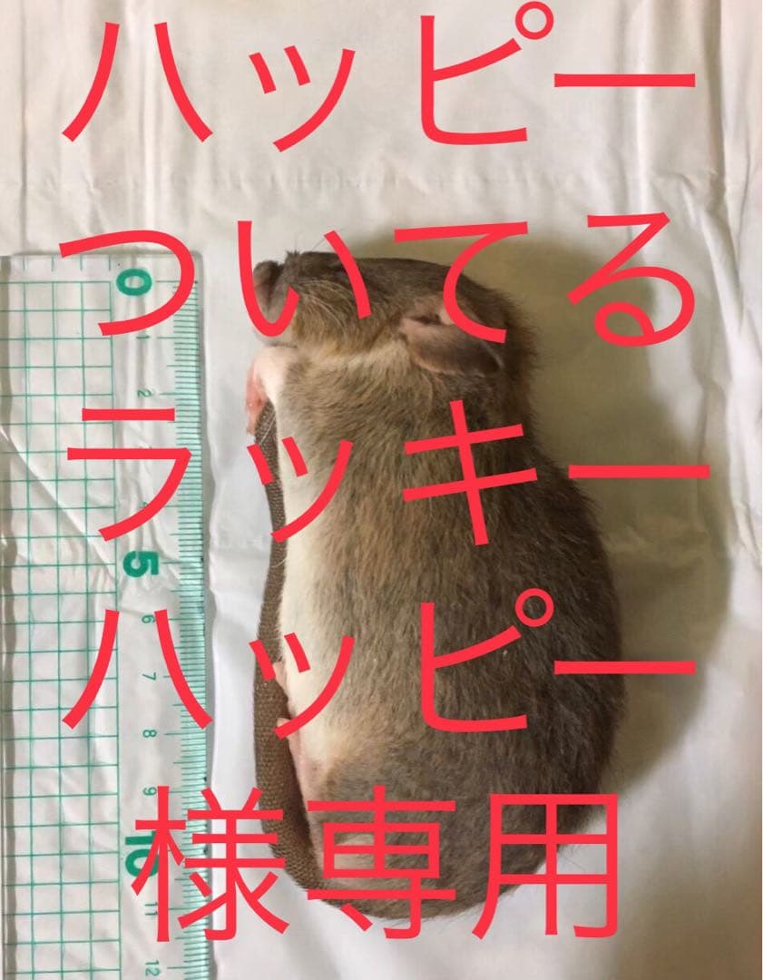 冷凍PM60 PL60 ADL60