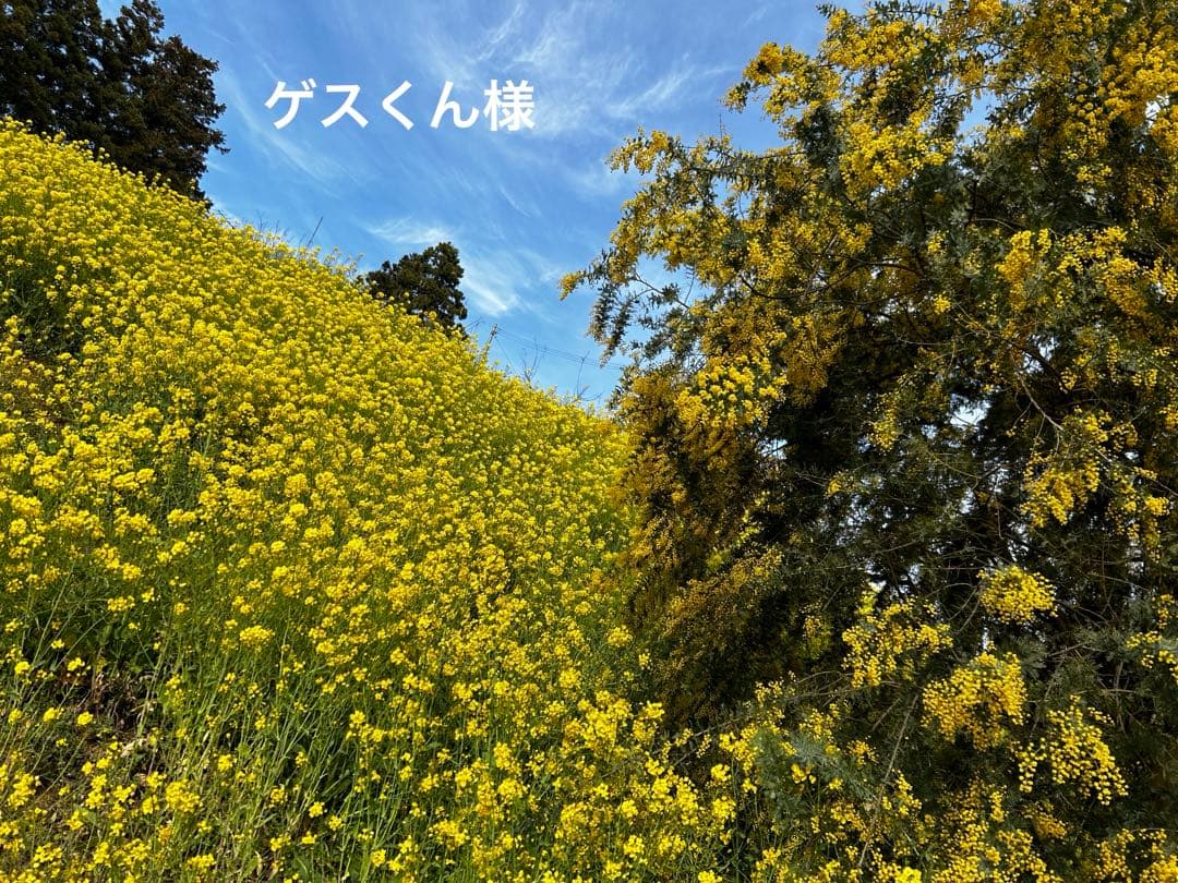 ゲスくん様 整理タンス送料分