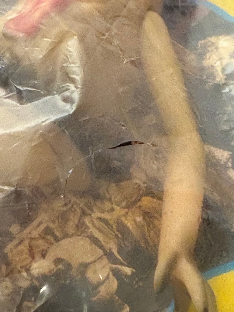 大映映画 妖怪百物語 かっこいい！ 妖怪シリーズ からかさ 当時物保管品