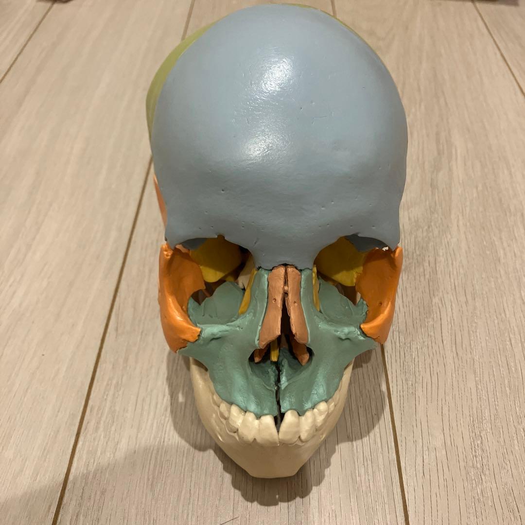 3B 頭蓋骨模型　 22分解可能 カラー　パンフレット付き