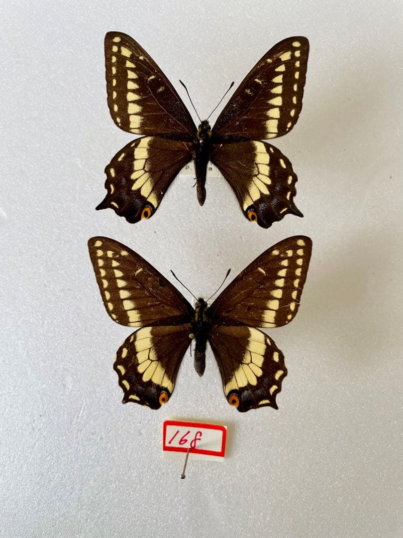 【2頭ペア】パピリオ・インドラ・インドラ（モンタナ州/アメリカ）