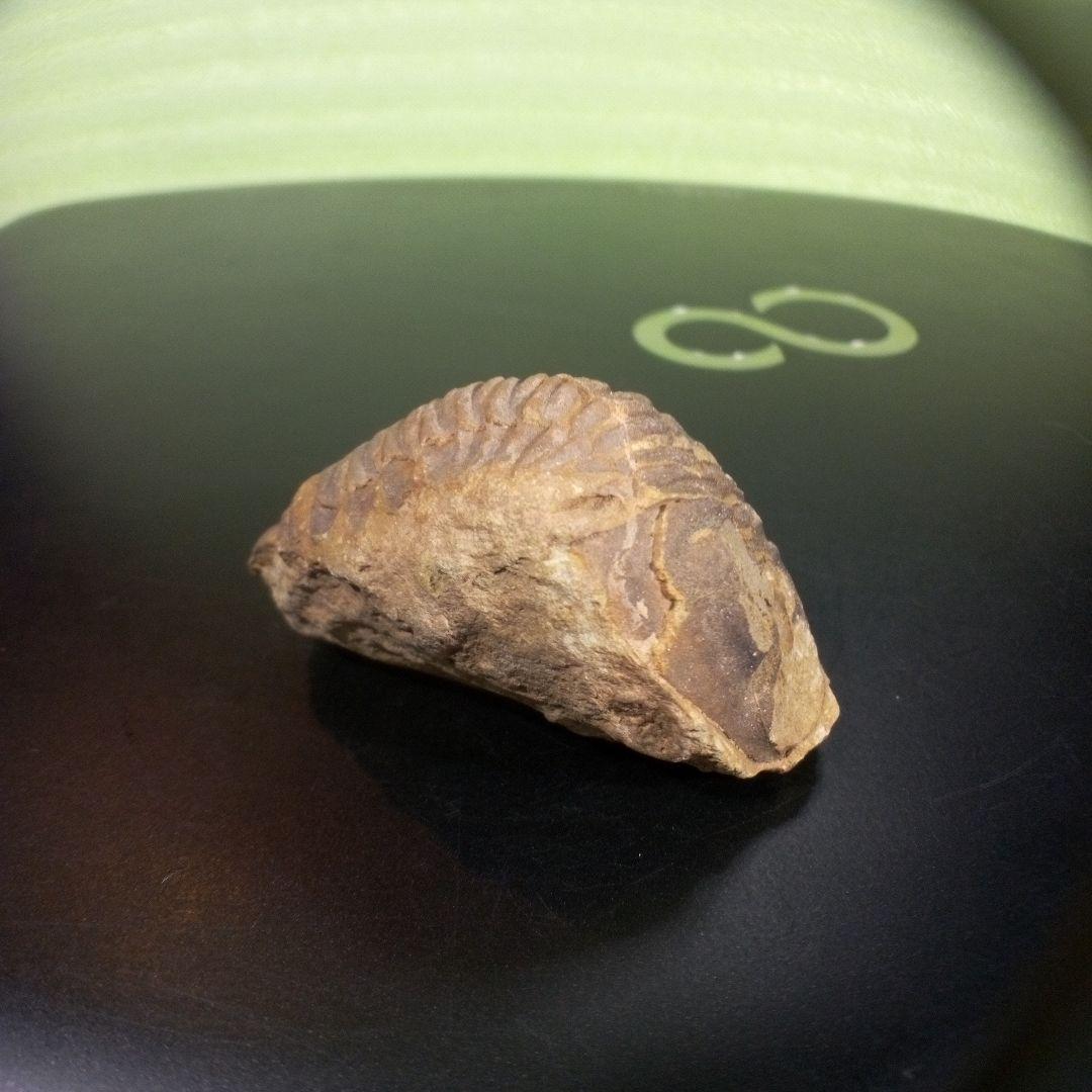 三葉虫　化石　fossil　ボリビア産　trilobite　海生動物識別④