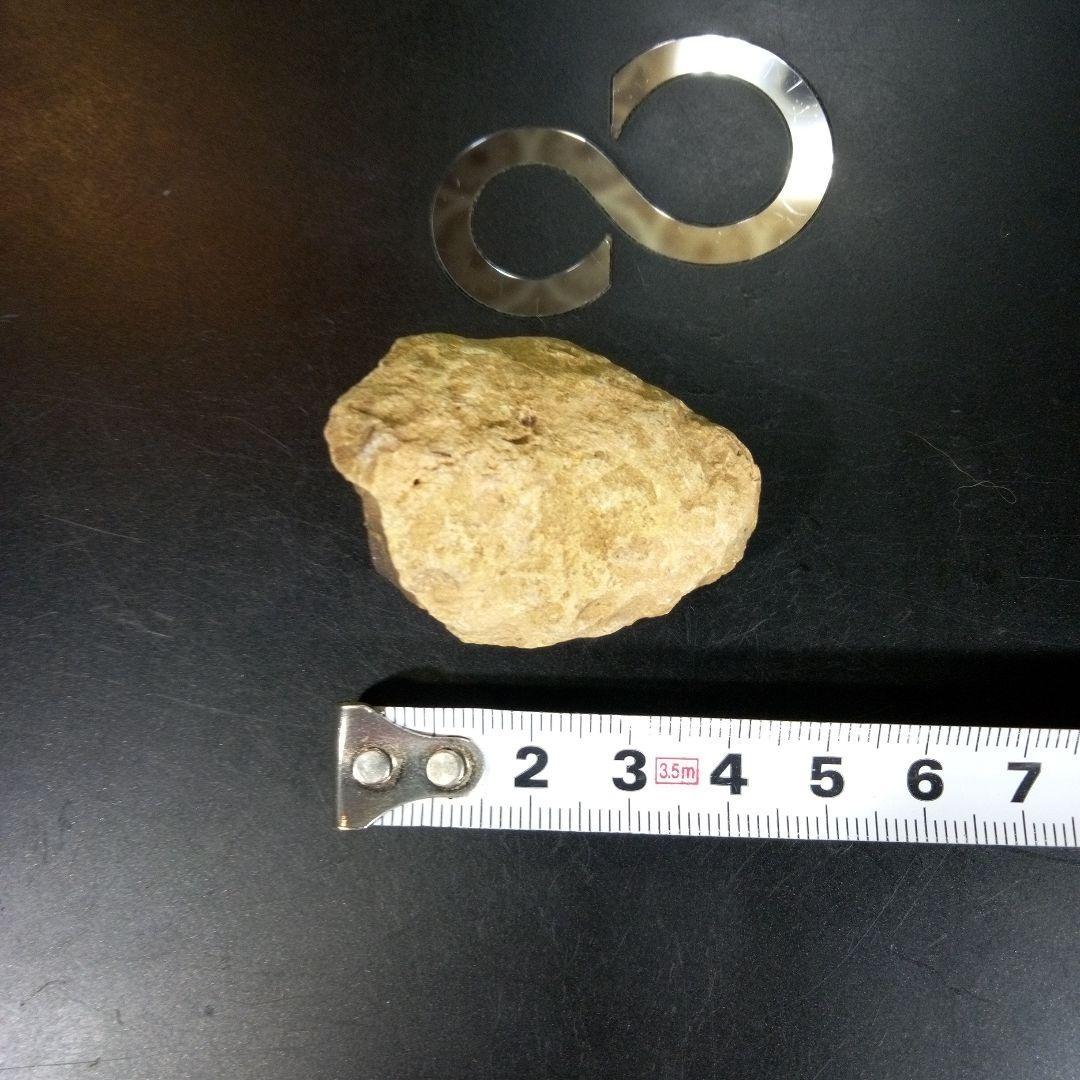 三葉虫　化石　fossil　ボリビア産　trilobite　海生動物識別④