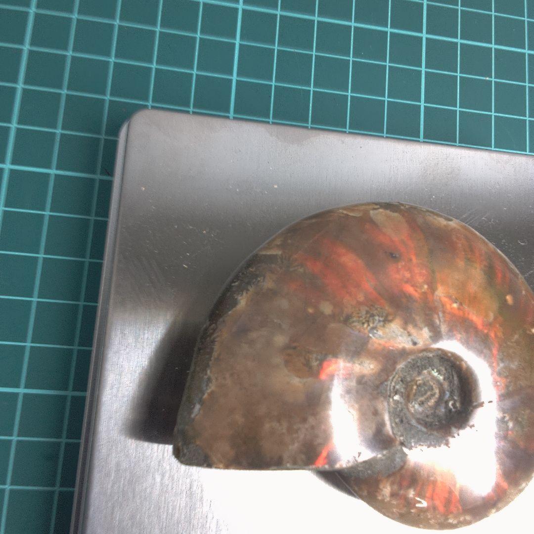 小物１ アンモナイトの化石