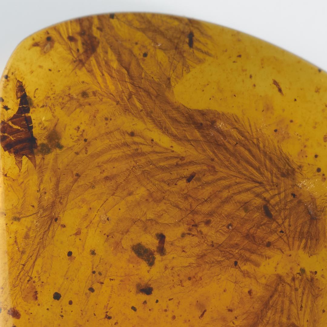 レア極上品 PA0050虫入り琥珀化石　ミャンマーカムティかタナイ9900万年前