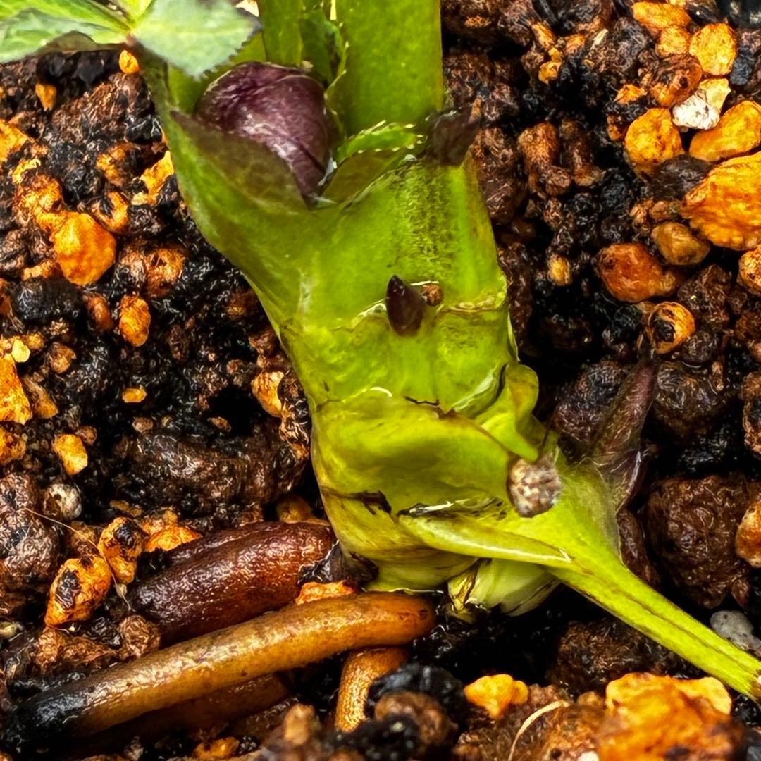 ま*️様 3433☘️花タグ付☘️極上☘️グロッシーカラー⭐️小〜中輪⭐️コンパ