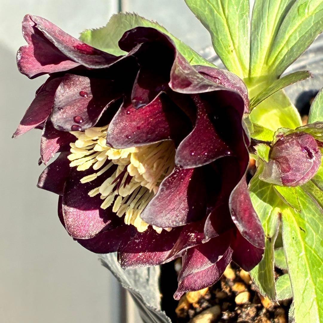 ま*️様 3433☘️花タグ付☘️極上☘️グロッシーカラー⭐️小〜中輪⭐️コンパ