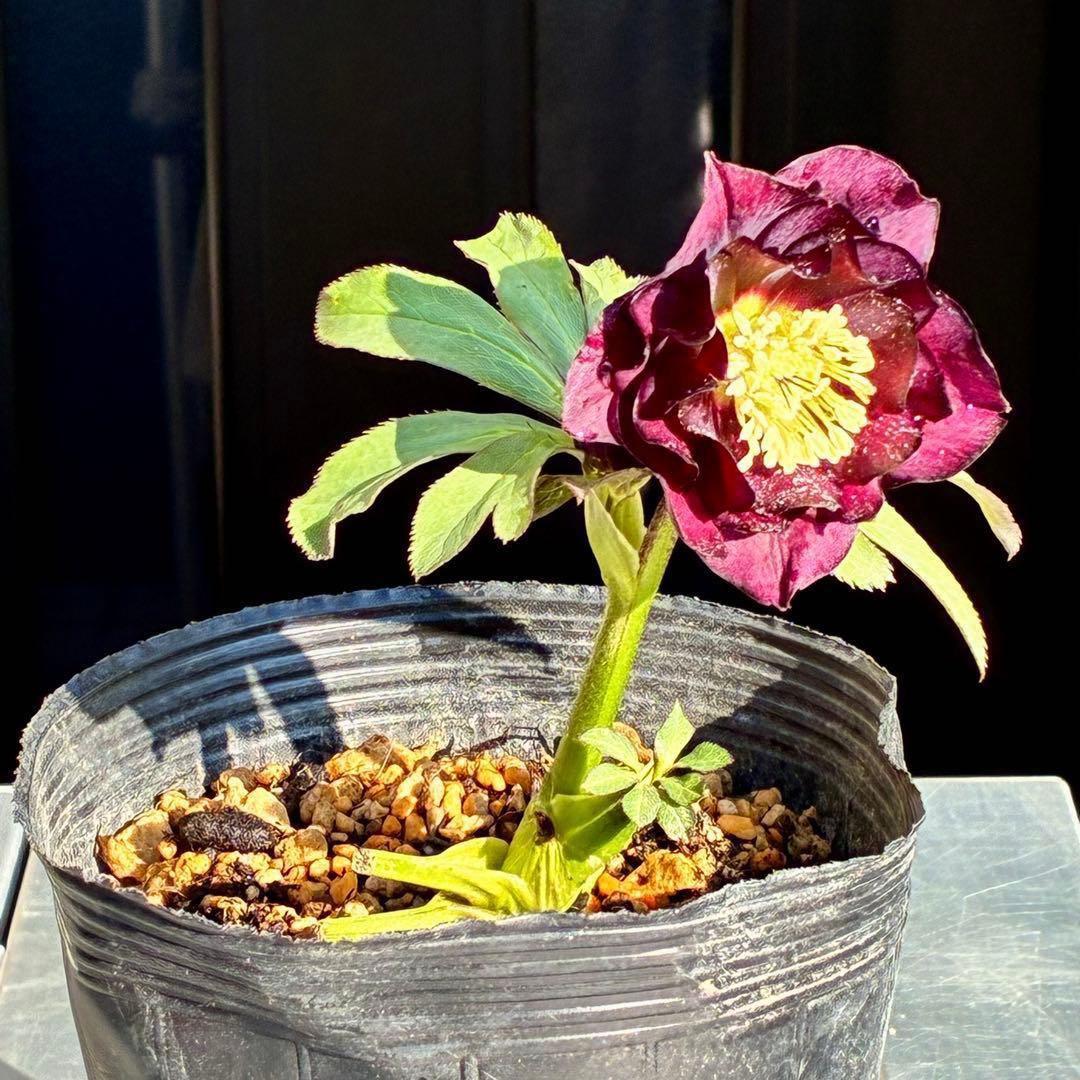 ま*️様 3433☘️花タグ付☘️極上☘️グロッシーカラー⭐️小〜中輪⭐️コンパ