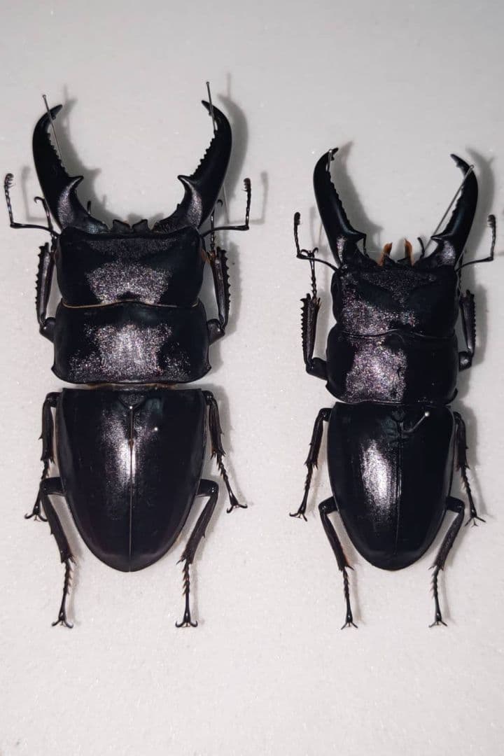 チュウゴクヒラタクワガタ 標本