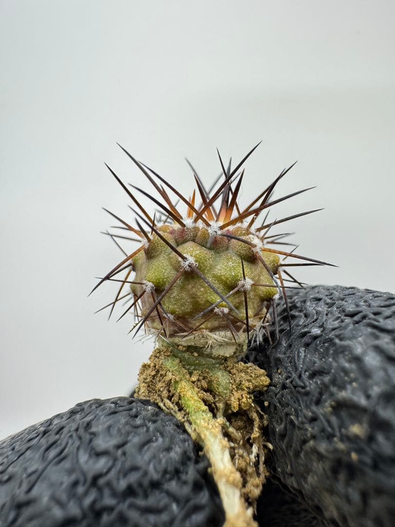 テトラポット様 リクエスト 3点 まとめ商品