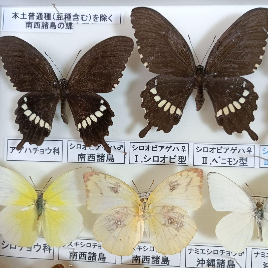 南西諸島の特産蝶47種＝希少フタオチョウ♂♀完品・コノハチョウを含む