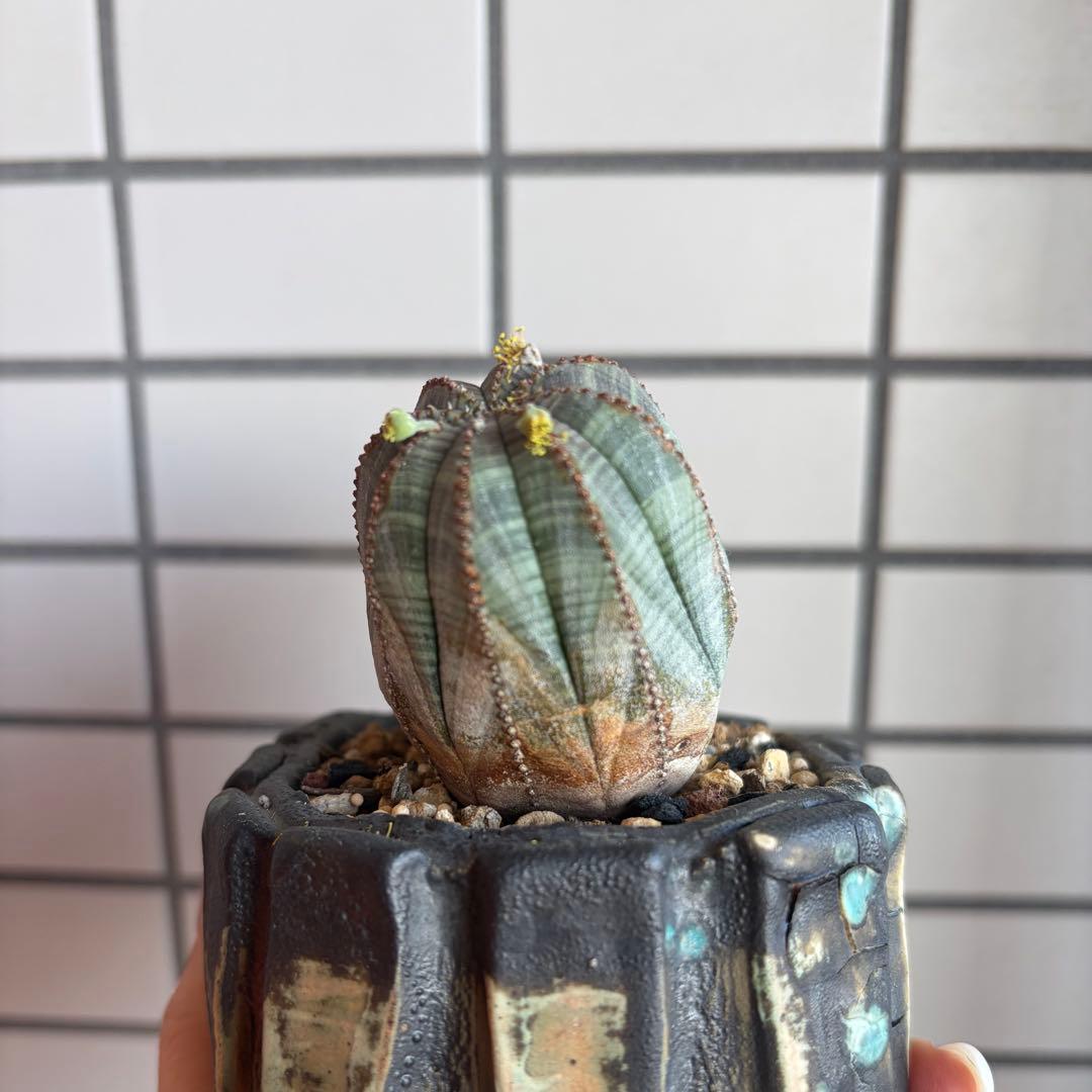 レ*君様 ユーフォルビア オベサ ダブルヘッド オールドオベサ2頭