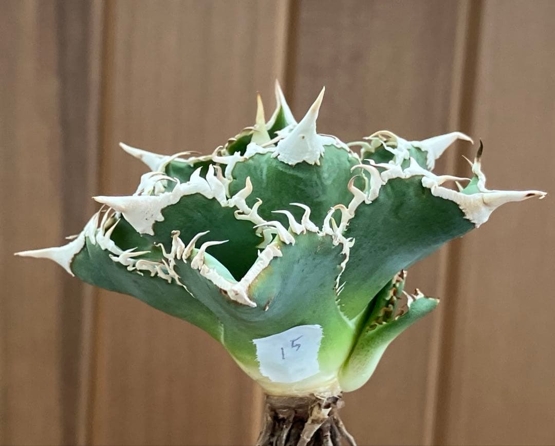 【速達】15 特選　特大　子株付き　アガべ　チタノタ　白豪刺　TC 上澳園芸
