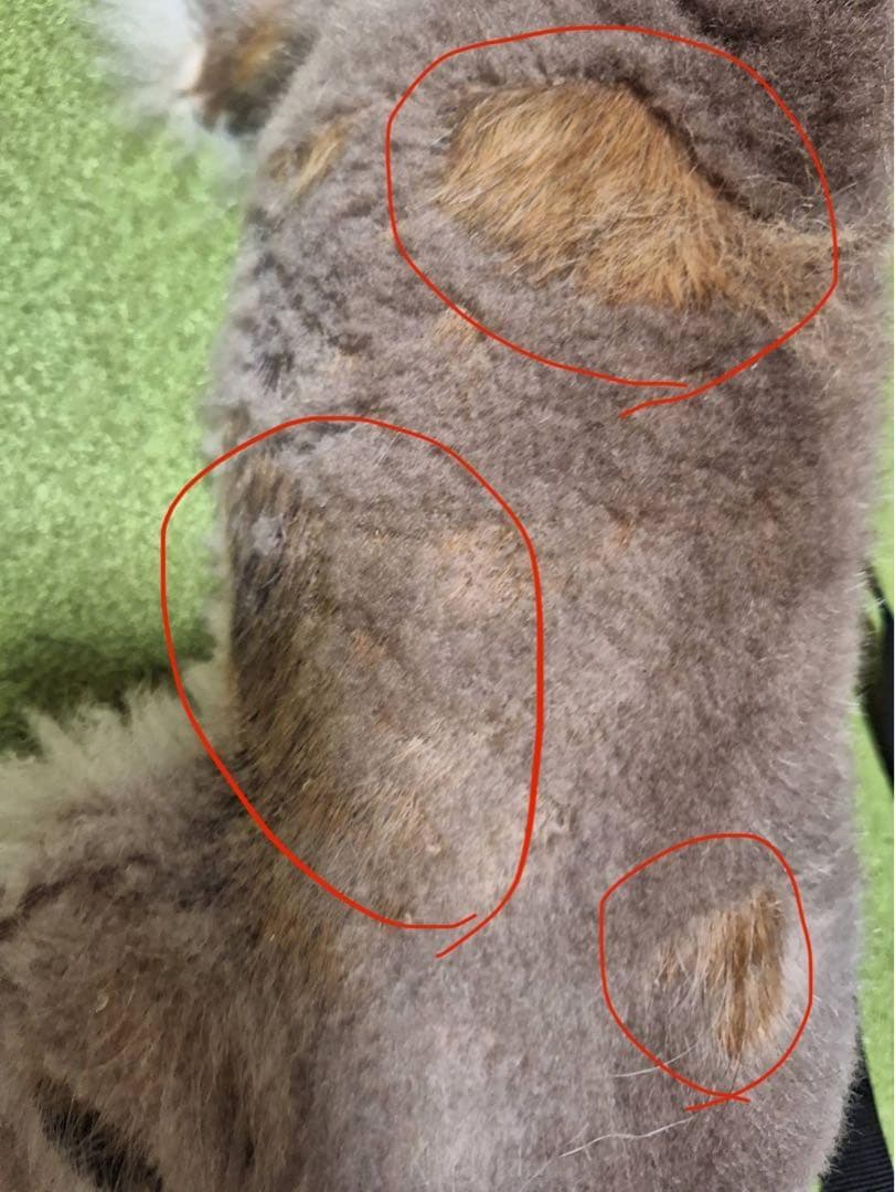 アニマストラス1L新品未開封