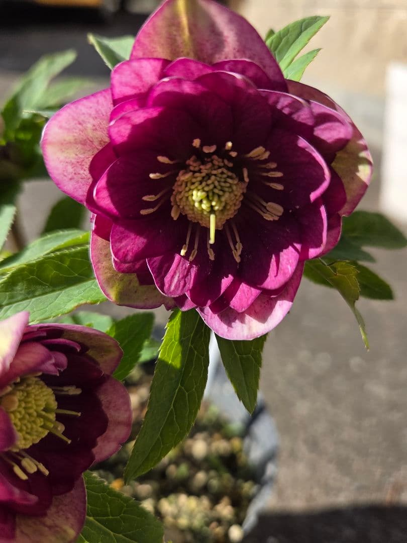 クリスマスローズ　micco