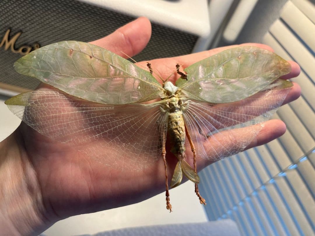 キョジンツユムシに酷似のOnomarchus uninotatus　キリギリス