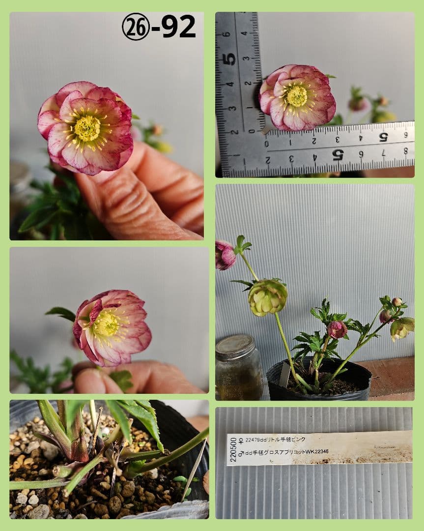 ごまたまご様ご購入苗㉖-205㉖-92クリスマスローズ