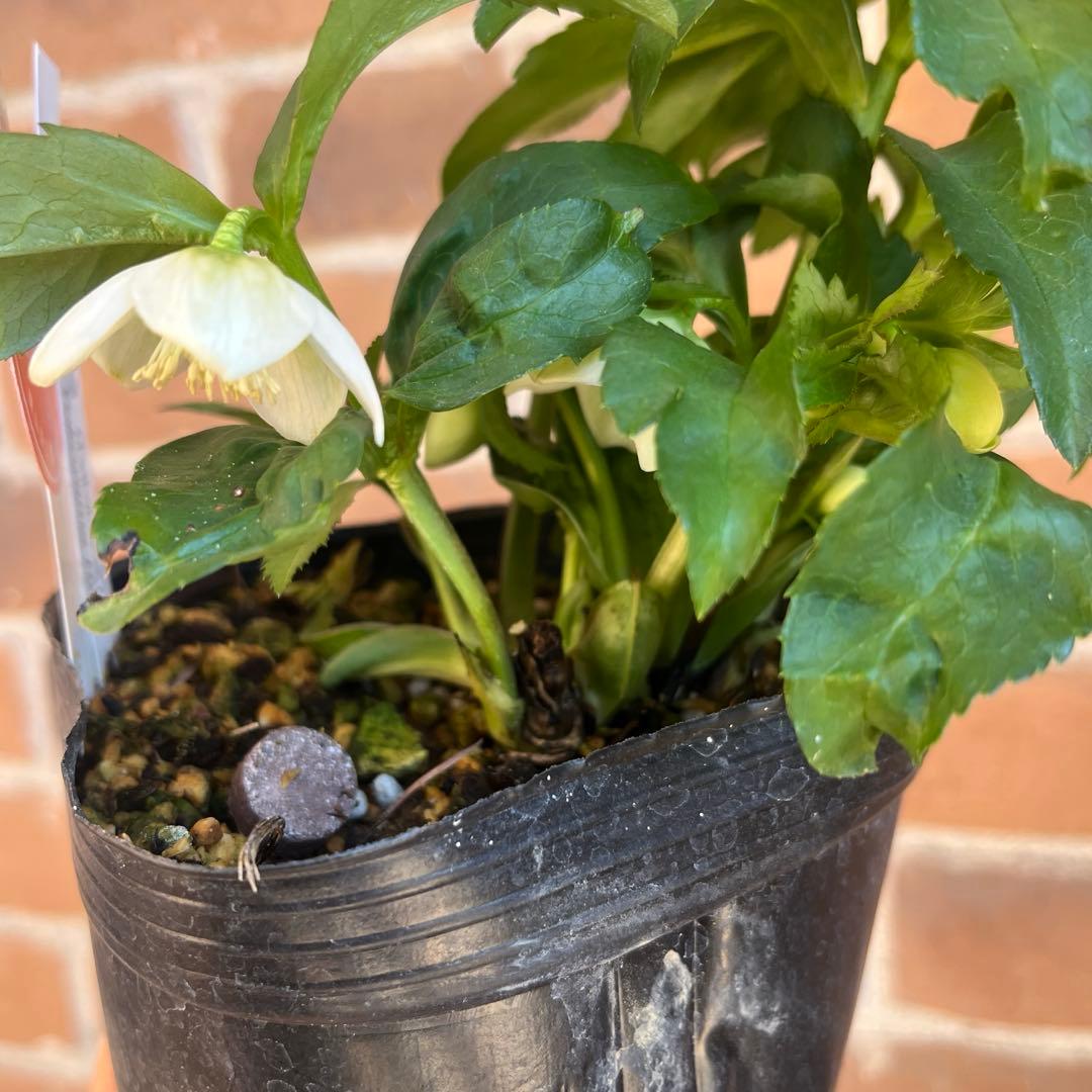 クリスマスローズ　横山園芸　ベビードール