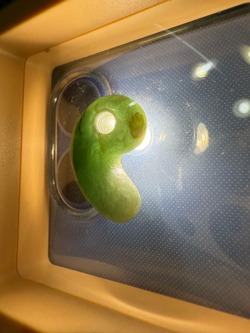 糸魚川産‼️勾玉‼️ご覧の通り説明不要の上クラス‼️青海の濃緑色ヒスイ‼️ロウカン‼️