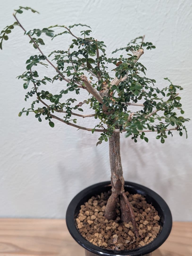 オペルクリカリア デカリー Operculicarya decaryi