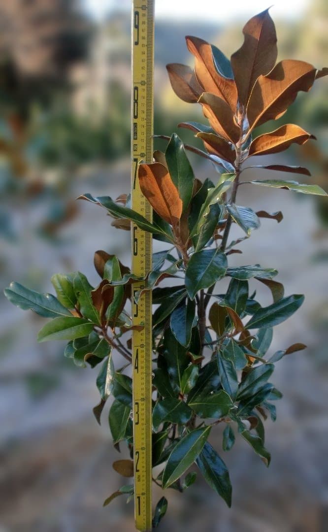 タイサンボク　ケイパレス　 約80cm