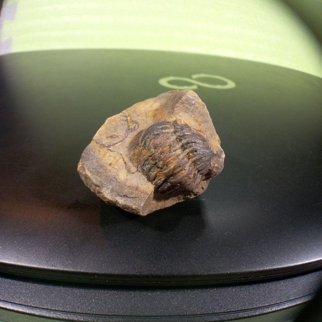 三葉虫　化石　fossil　ボリビア産　トライロバイト　三葉虫個体⑥