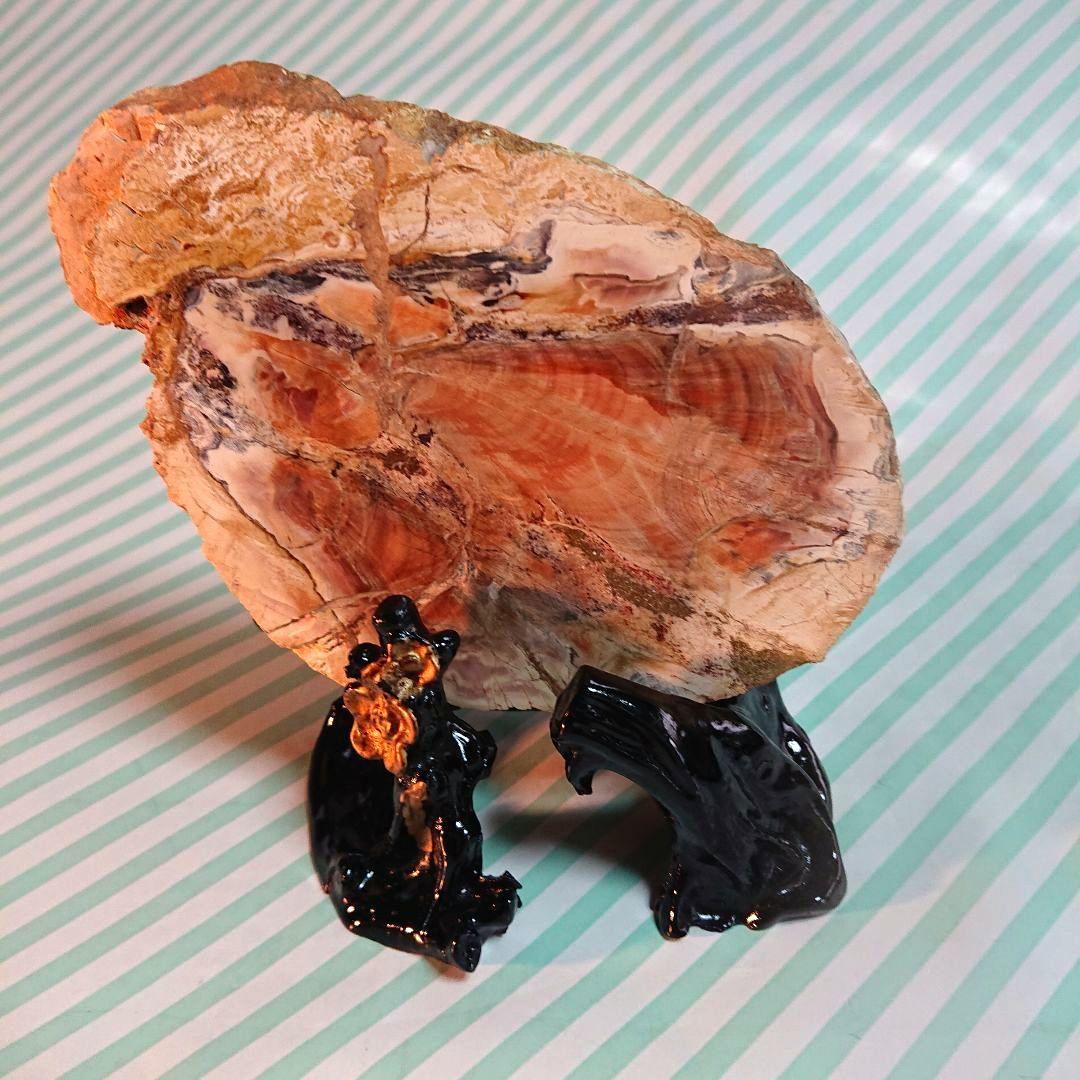 綺麗な化石 天然木 化玉原石