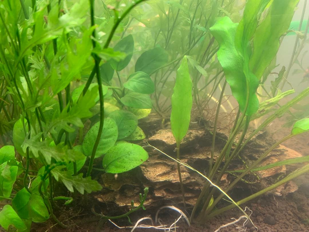 【出品予定】溶岩石活着ボルビティス&ナナミニ&クリプト