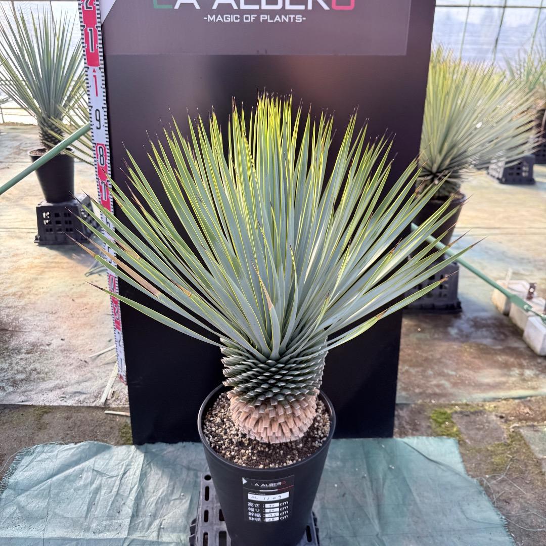 平*政様 【AL1109】ユッカ　ロストラータ