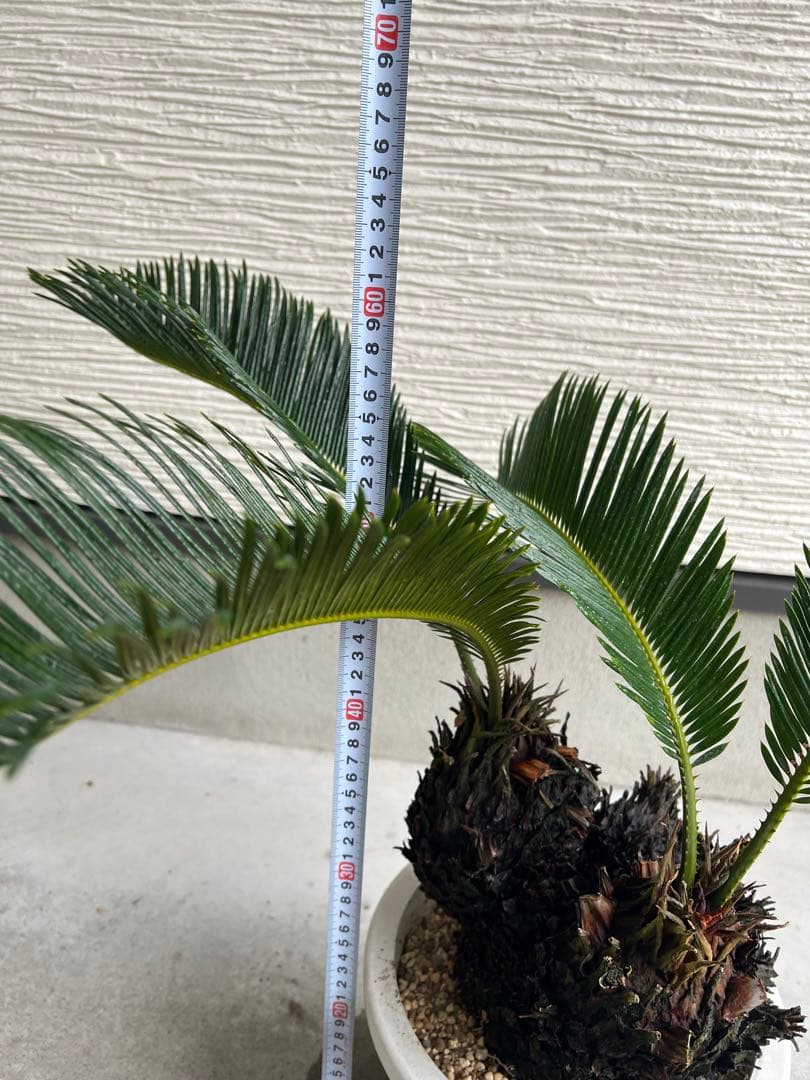 【年末セール】サイカス・レボルタ / ソテツ 多頭 大株 ガーデニング